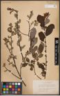 Foto von Salix aurita L.